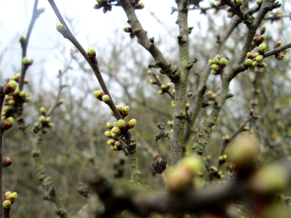 Knospender Schlehdorn (Prunus spinosa) bei Ketsch (Gemarkung Schwetzingen)