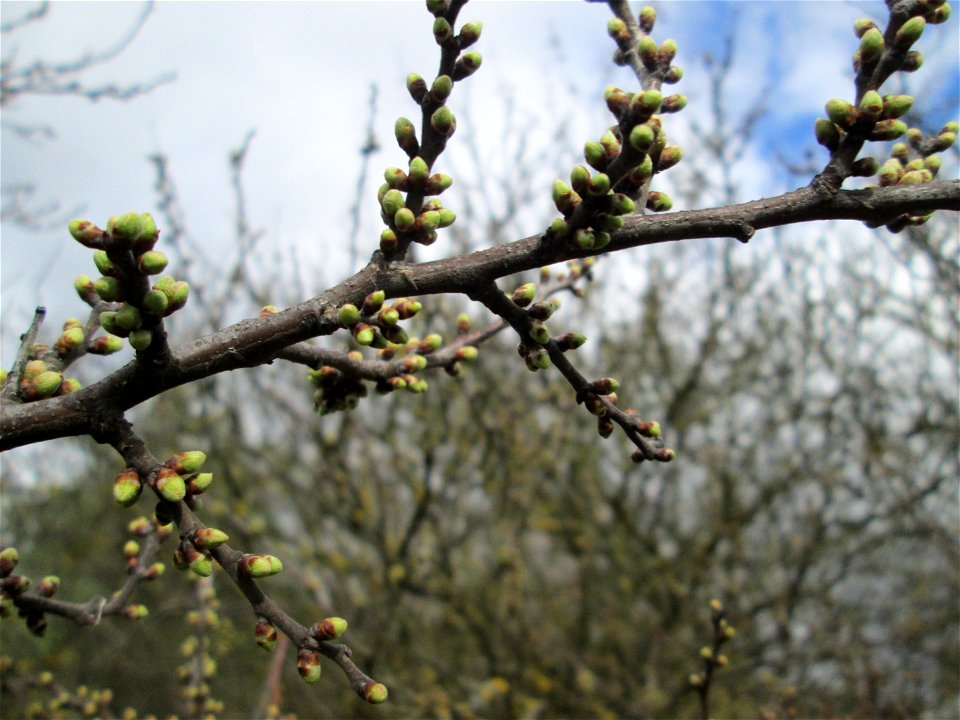 Knospender Schlehdorn (Prunus spinosa) bei Ketsch (Gemarkung Schwetzingen)