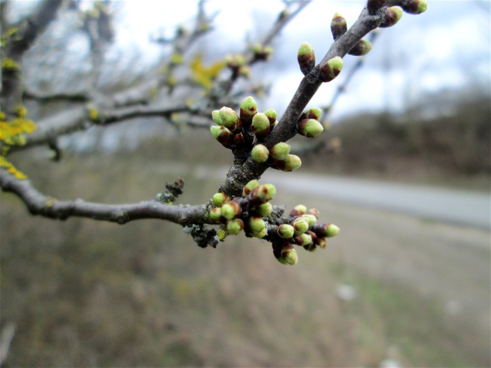 Knospender Schlehdorn (Prunus spinosa) bei Ketsch (Gemarkung Schwetzingen)