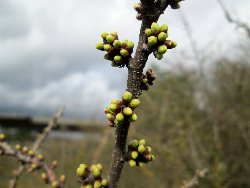 Knospender Schlehdorn (Prunus spinosa) bei Ketsch (Gemarkung Schwetzingen)
