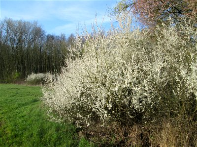 Blühender Schlehdorn (Prunus spinosa) in der Malscher Aue