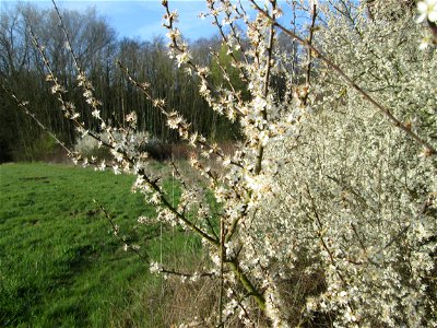 Blühender Schlehdorn (Prunus spinosa) in der Malscher Aue
