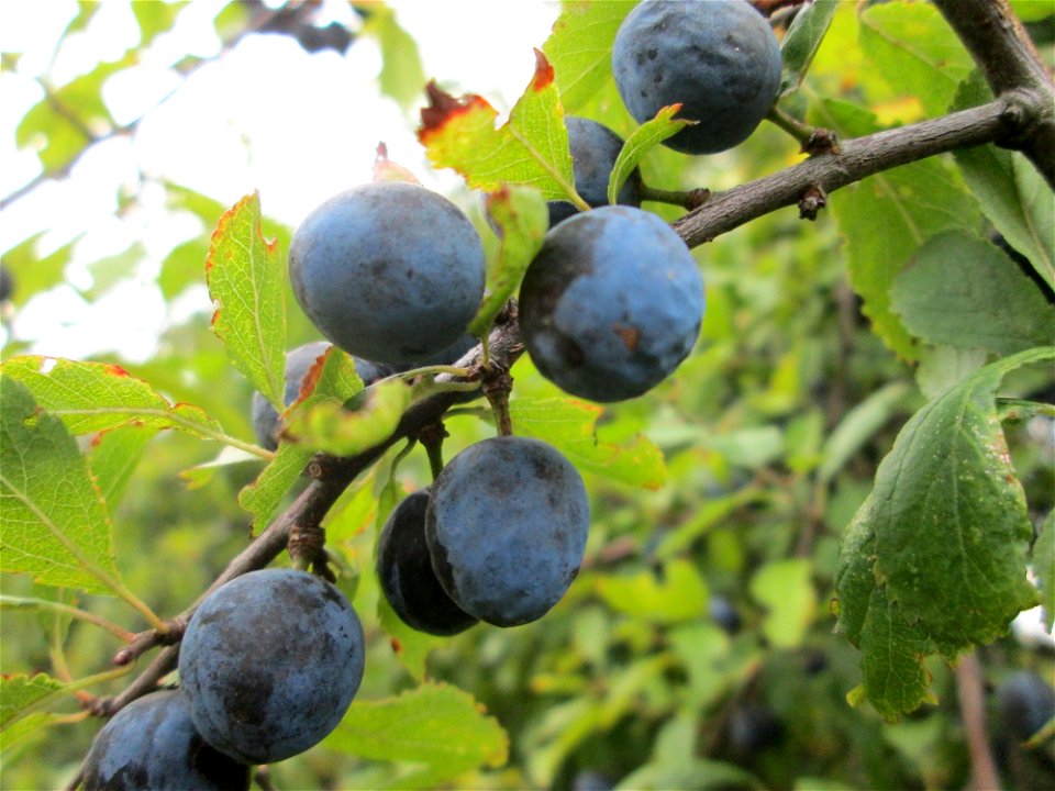 Schlehdorn (Prunus spinosa) an der Saaraue Güdingen