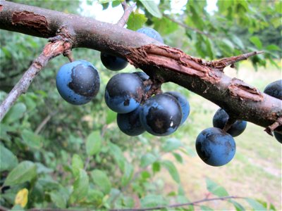 Schlehdorn (Prunus spinosa) an der Saaraue Güdingen