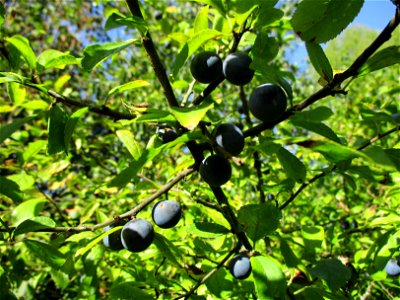 Schlehdorn (Prunus spinosa) in Brebach