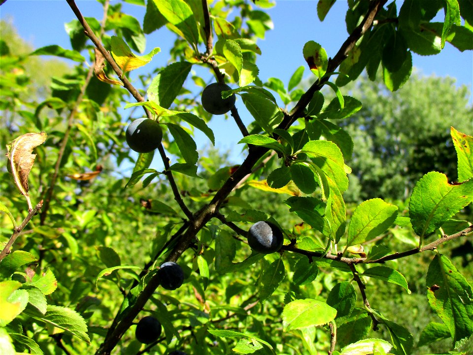 Schlehdorn (Prunus spinosa) in Brebach