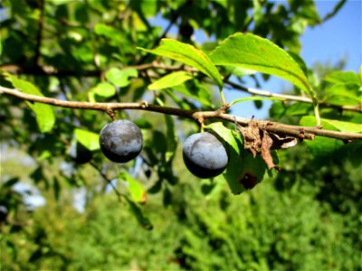Schlehdorn (Prunus spinosa) in Brebach