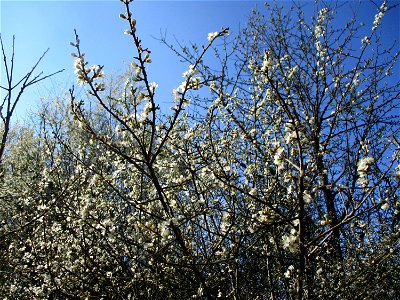 Schlehdorn (Prunus spinosa) in Brebach