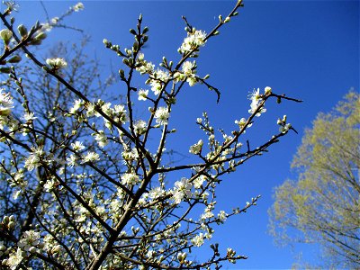 Schlehdorn (Prunus spinosa) in Brebach