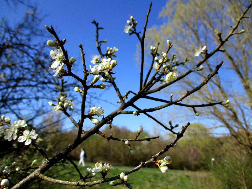 Schlehdorn (Prunus spinosa) in Brebach