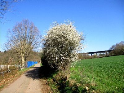 Schlehdorn (Prunus spinosa) am Feldrand in Brebach