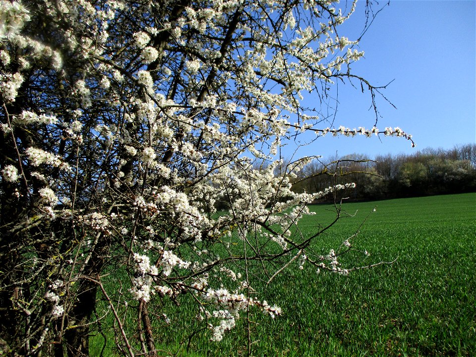 Schlehdorn (Prunus spinosa) am Feldrand in Brebach
