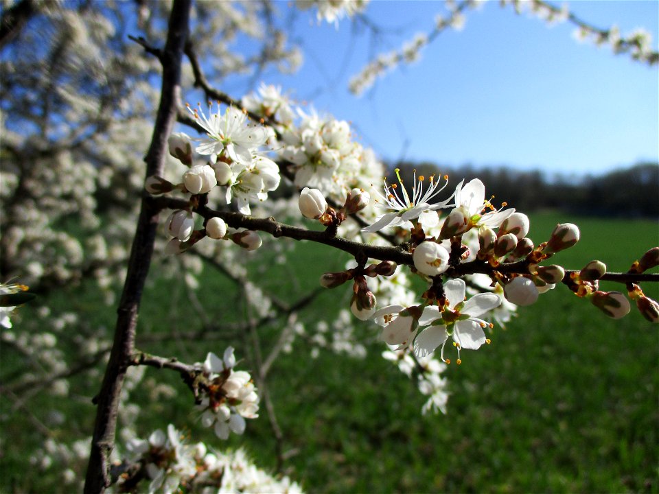 Schlehdorn (Prunus spinosa) am Feldrand in Brebach