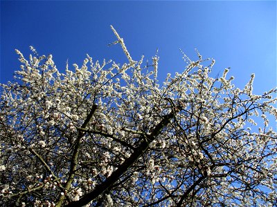 Schlehdorn (Prunus spinosa) am Feldrand in Brebach