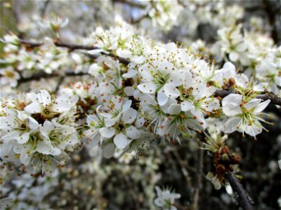 Schlehdorn (Prunus spinosa) am Rand vom Naturschutzgebiet „Birzberg, Honigsack/Kappelberghang“