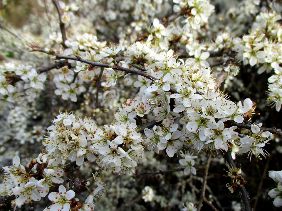 Schlehdorn (Prunus spinosa) am Rand vom Naturschutzgebiet „Birzberg, Honigsack/Kappelberghang“
