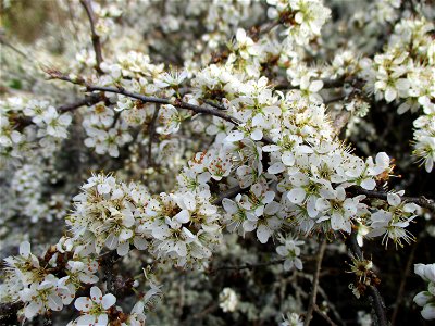 Schlehdorn (Prunus spinosa) am Rand vom Naturschutzgebiet „Birzberg, Honigsack/Kappelberghang“