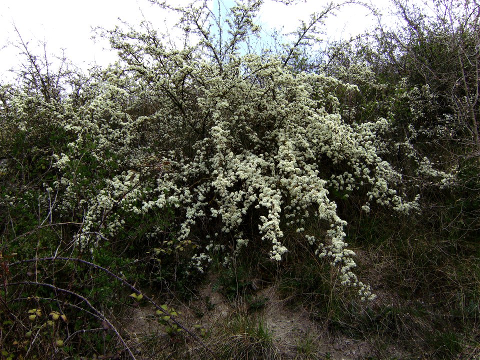 Prunus spinosa flowering (Catalonia)
