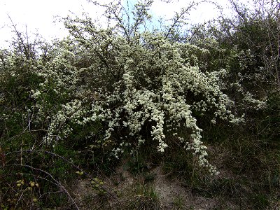 Prunus spinosa flowering (Catalonia)