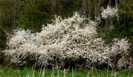 Blackthorn (Prunus spinosa) bushes in flower at Holma boat club, Lysekil Municipality, Sweden.