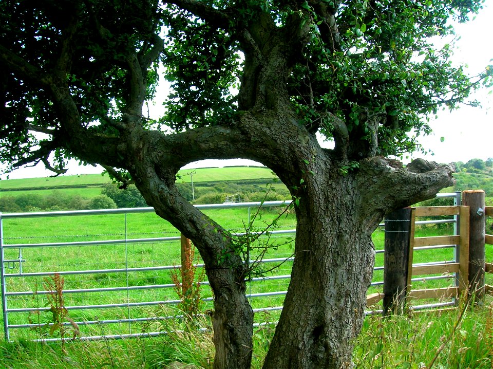 Detail - Inosculated (self-grafted) crab apple trees. The "Husband & Wife tree", Lynncraigs farm, Dalry, North Ayrshire, Scotland