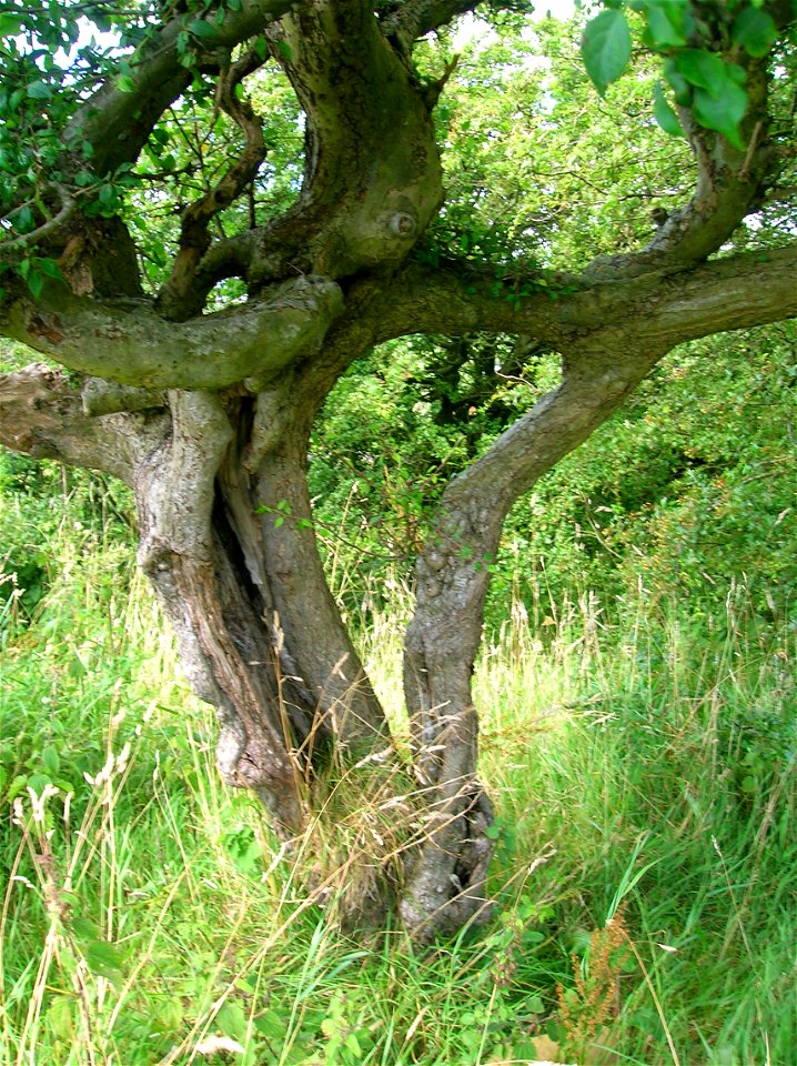 Two inosculated (self-grafted) Crab trees, called a Husband and Wife tree, Lynncraigs, Dalry, North Ayrshire