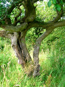 Two inosculated (self-grafted) Crab trees, called a Husband and Wife tree, Lynncraigs, Dalry, North Ayrshire
