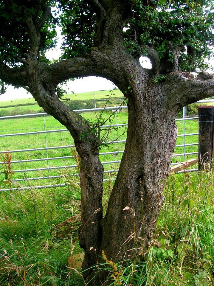 So called Husband and Wife trees at Lynncraigs Farm, Dalry, North Ayrshire, Scotland. Tree species - Blackthorn.