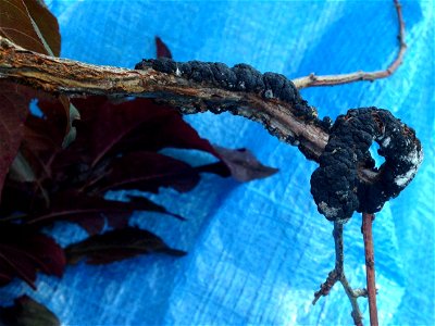 Plum (Purple leaf, Prunus sp.)- Black knot, caused by Apiosporina morbosa photo