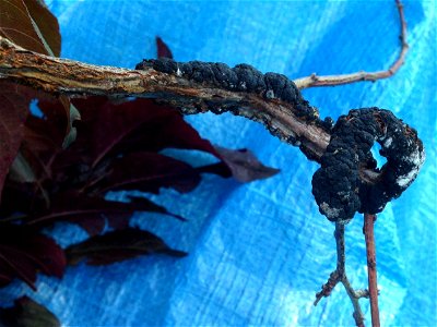 Plum (Purple leaf, Prunus sp.)- Black knot, caused by Apiosporina morbosa