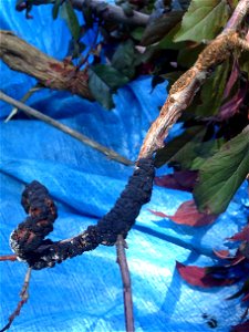 Plum (Purple leaf, Prunus sp.)- Black knot, caused by Apiosporina morbosa