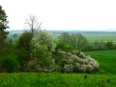 Östlicher Abhang der Mecklenburger Schweiz beim Panstorfer Forst zum breiten Stromtal der Westpeene (mit dem heutigen Dahmer Kanal) mit blühendem Schlehdorn und Frühblühender Traubenkirsche.