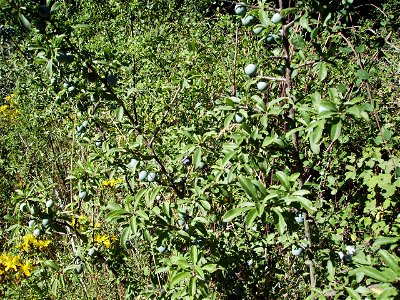 Prunus spinosa (aranyoner) at Castelltallat, Catalonia