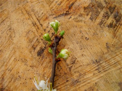 Prunus spinosa 
foto own work

Rob Hille