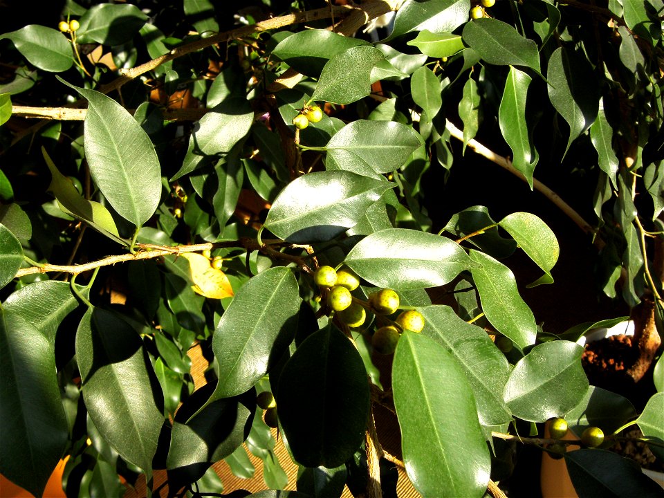Ficus Benjamin mit Früchten