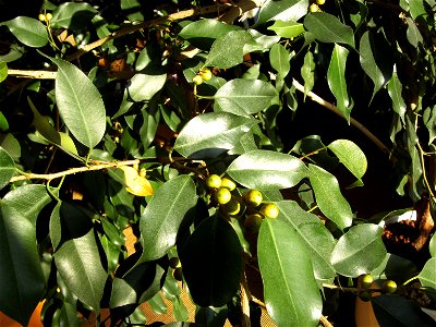 Ficus Benjamin mit Früchten photo