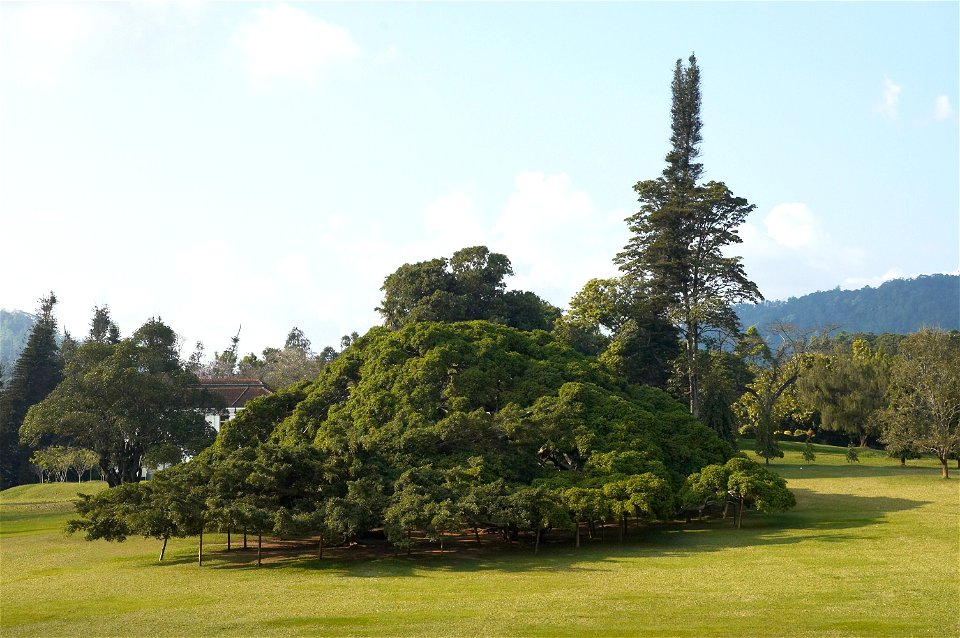 Very large Ficus benjamina in the botanic garden at Peradenia, a suburb of Kandy (Sri Lanka). Coordinates are of the tree.


Camera location7° 16′ 12.35″ N, 80° 35′ 41.04″&#16