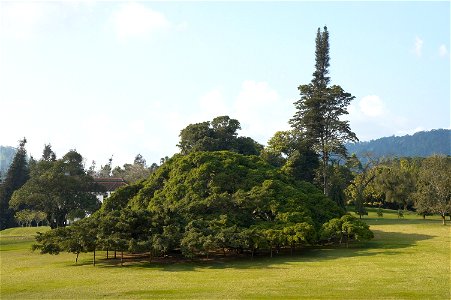 Very large Ficus benjamina in the botanic garden at Peradenia, a suburb of Kandy (Sri Lanka). Coordinates are of the tree.


Camera location7° 16′ 12.35″ N, 80° 35′ 41.04″&#16