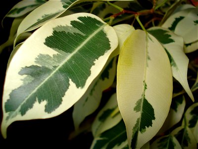 Ficus Benjamina L. Variegated chlorophyll-deficient chimera.