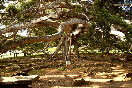 Stem of very large Ficus benjamina in the botanic garden at Peradenia, a suburb of Kandy (Sri Lanka).


Camera location7° 16′ 12.35″ N, 80° 35′ 41.04″ E View this an