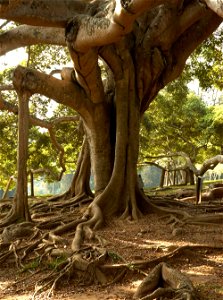 Stem of very large Ficus benjamina in the botanic garden at Peradenia, a suburb of Kandy (Sri Lanka).