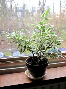 Ficus benjamina variegata in pot