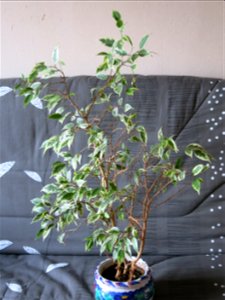 Ficus benjamina variegata in pot photo