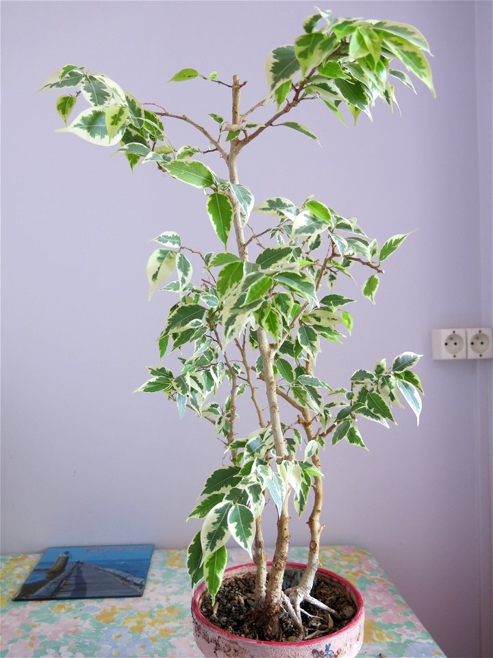 Ficus benjamina variegata in pot