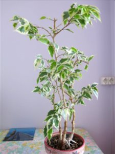 Ficus benjamina variegata in pot photo