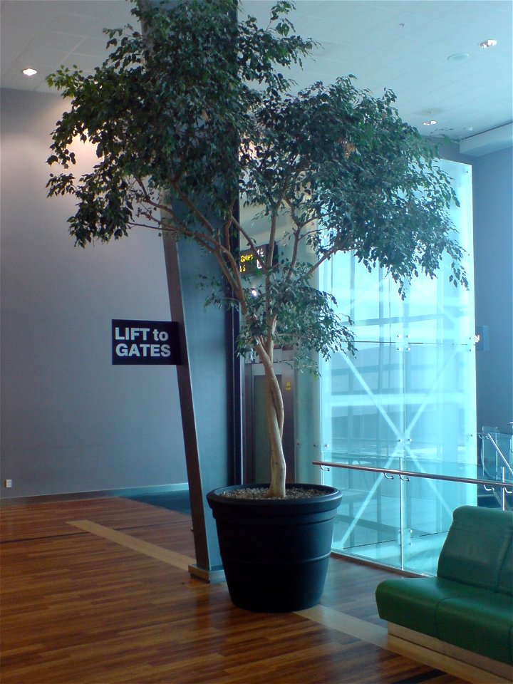 A potted Ficus benjamina in Auckland Airport, Auckland, New Zealand.