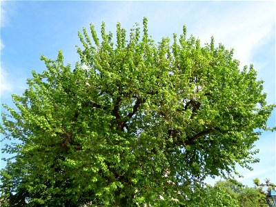 Weiße Maulbeere (Morus alba) vor der Evangelischen Kirche in Hockenheim