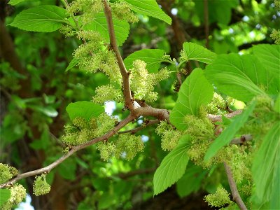 Weiße Maulbeere (Morus alba) vor der Evangelischen Kirche in Hockenheim