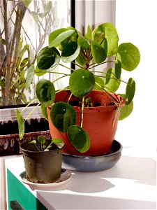 Pilea peperomioides (Chinese money plant) in both fully grown and infant state.