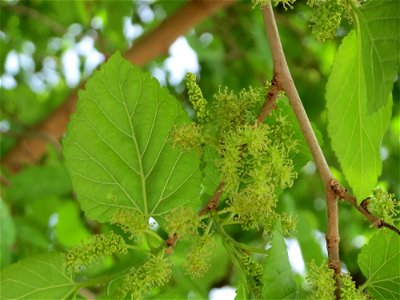 Weiße Maulbeere (Morus alba) vor der Evangelischen Kirche in Hockenheim